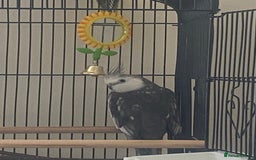 Cockatiels birds for sale: Cockatiel male - Image 2