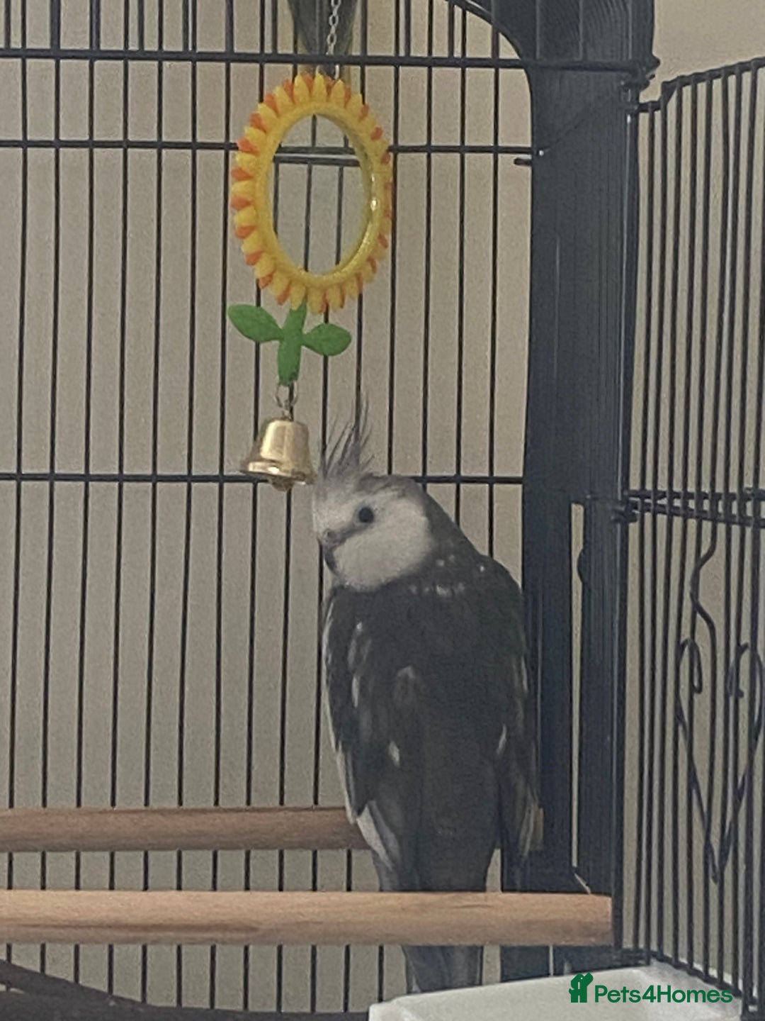 Cockatiels birds for sale: Cockatiel male - Image 2