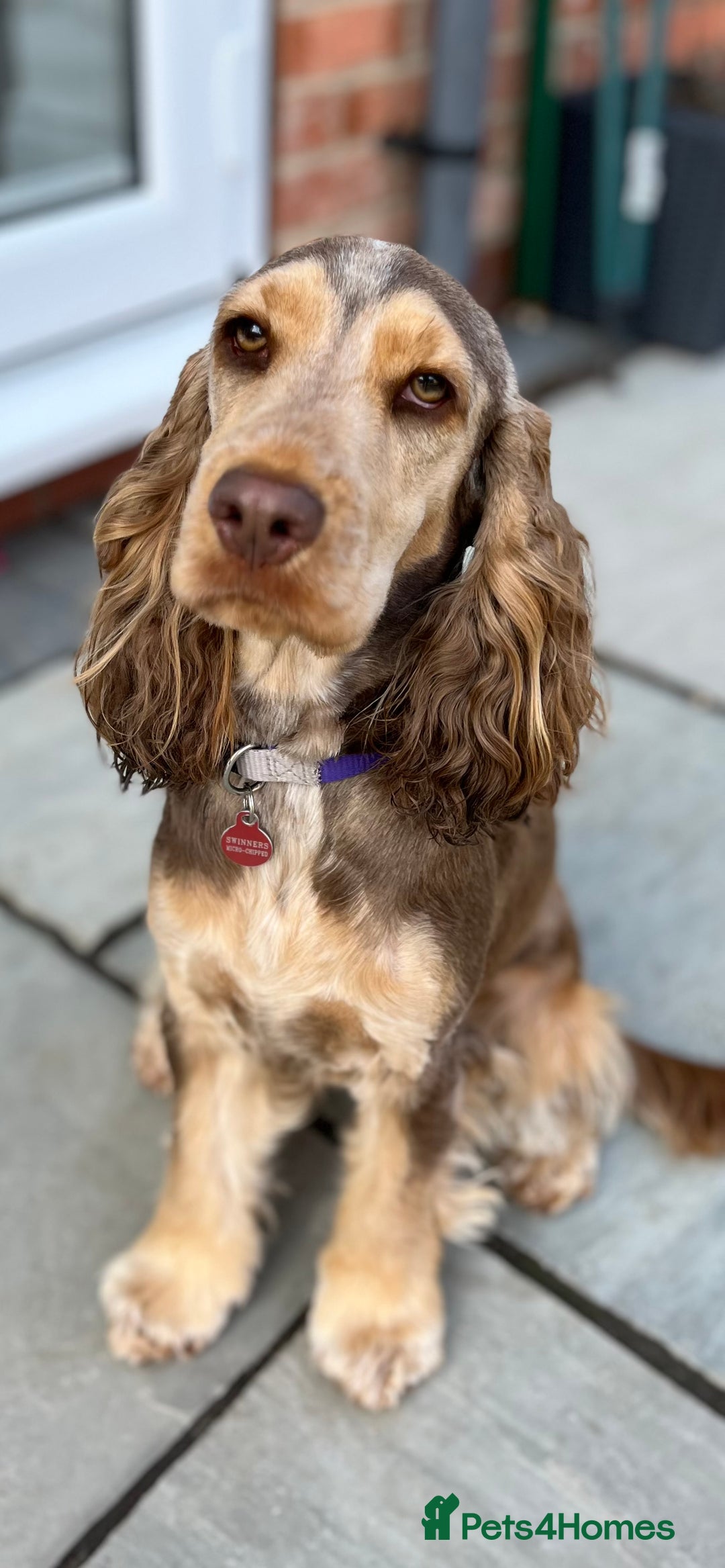 Cocker Spaniel dogs for sale: Show Cocker Spaniel Chocolate Sable  - Advert 1