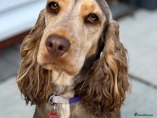 Cocker Spaniel dogs Show Cocker Spaniel Chocolate Sable - Advert 1