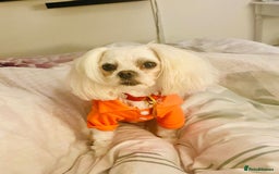 Maltipoo dogs for sale: Expecting F1 small Maltipoo puppies - Image 9