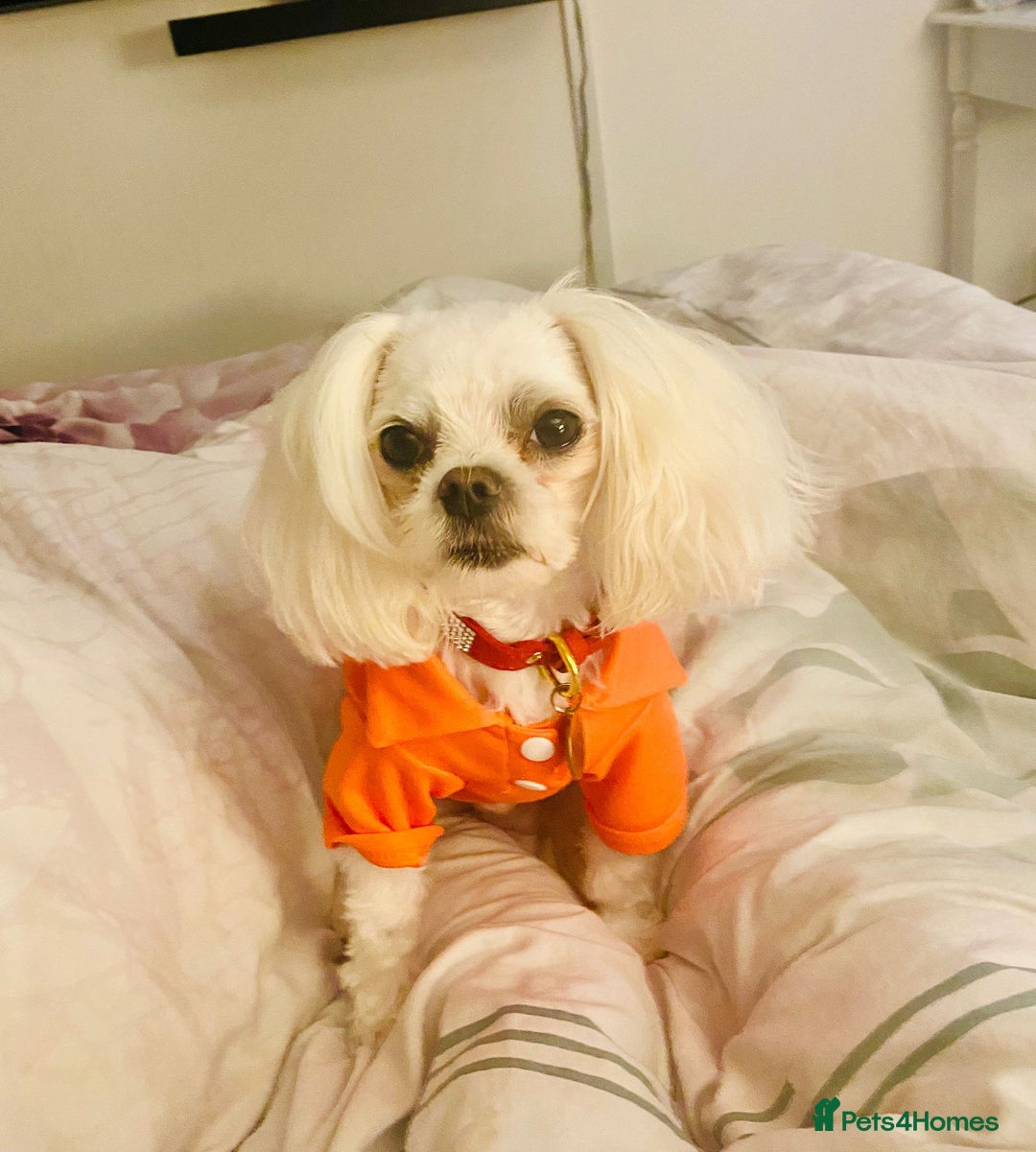 Maltipoo dogs for sale: Expecting F1 small Maltipoo puppies - Image 9