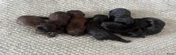 Cavapoo dogs for sale: Cavapoo puppies  in Melton Mowbray - Advert 12