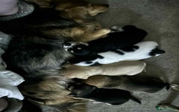 Mixed Breed dogs for sale: Beautiful and playful puppies for sale - Image 3