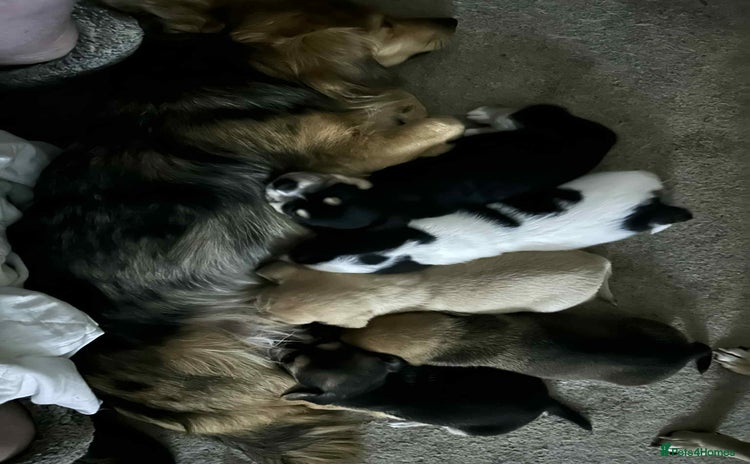 Mixed Breed dogs - Advert 4