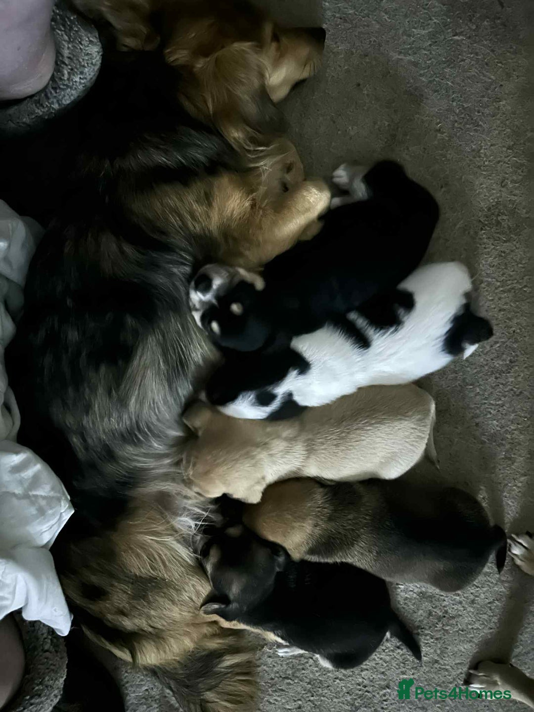 Mixed Breed dogs for sale: Beautiful and playful puppies for sale - Image 3