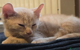 Mixed Breed cats for sale: Kittens 3 boys  - Image 10
