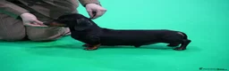 Miniature Dachshund dogs for sale: Wonderful litter of miniature dachshunds  - Advert 17