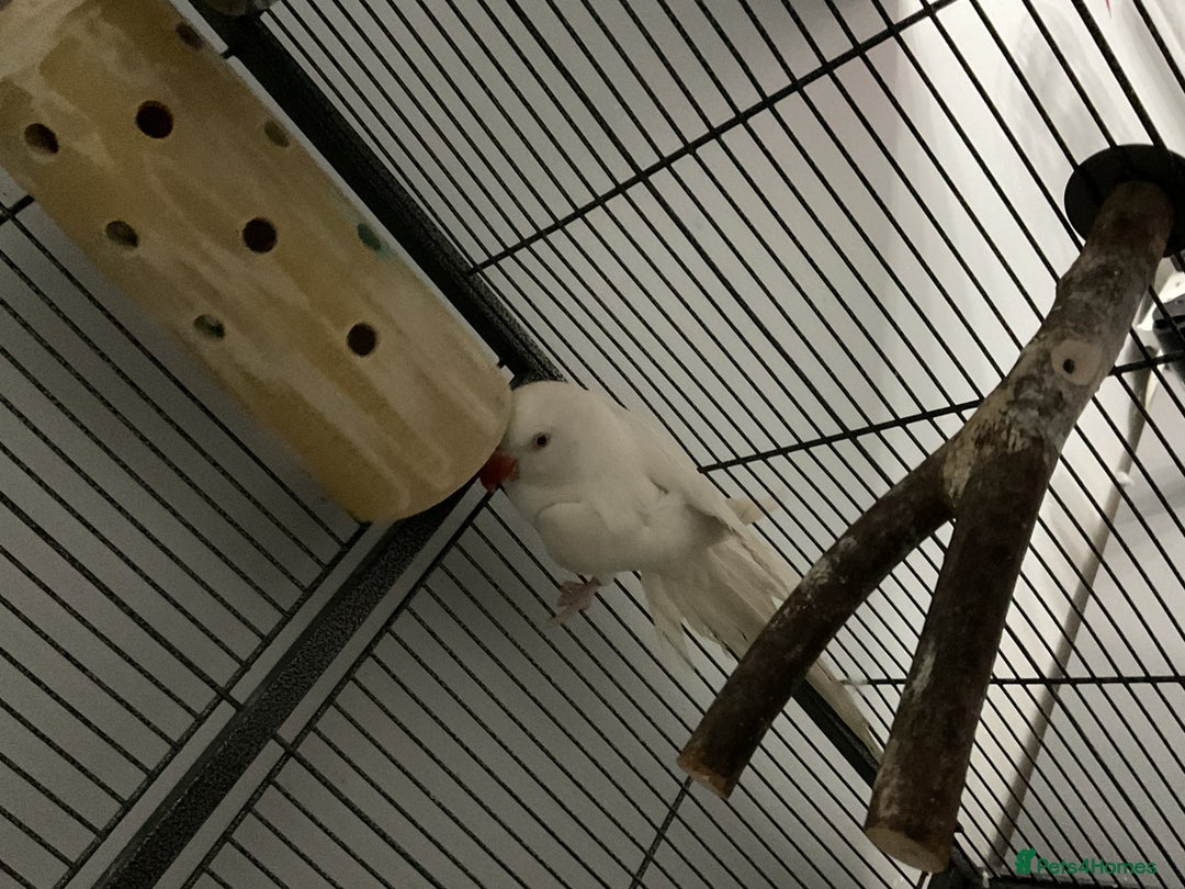Ringnecks birds for sale: Beautiful pure white Indian ringneck female   - Image 3