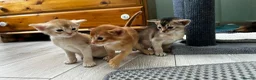 Abyssinian cats for sale: Abyssinian kittens  - Advert 11