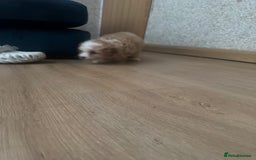 Cavapoo dogs for sale: Adorable cavapoo girl puppy - Advert 9