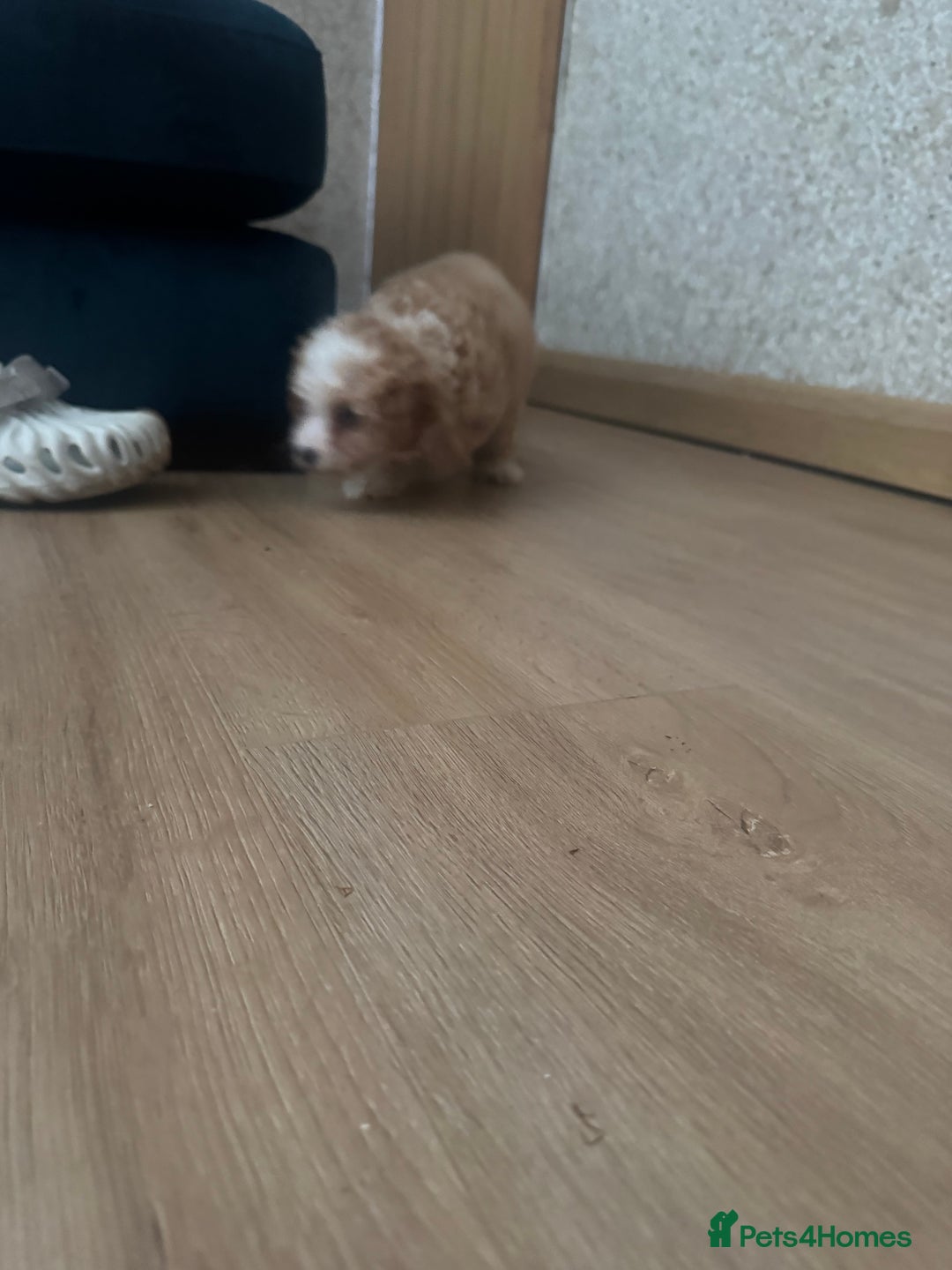 Cavapoo dogs for sale: Adorable cavapoo girl puppy - Advert 9