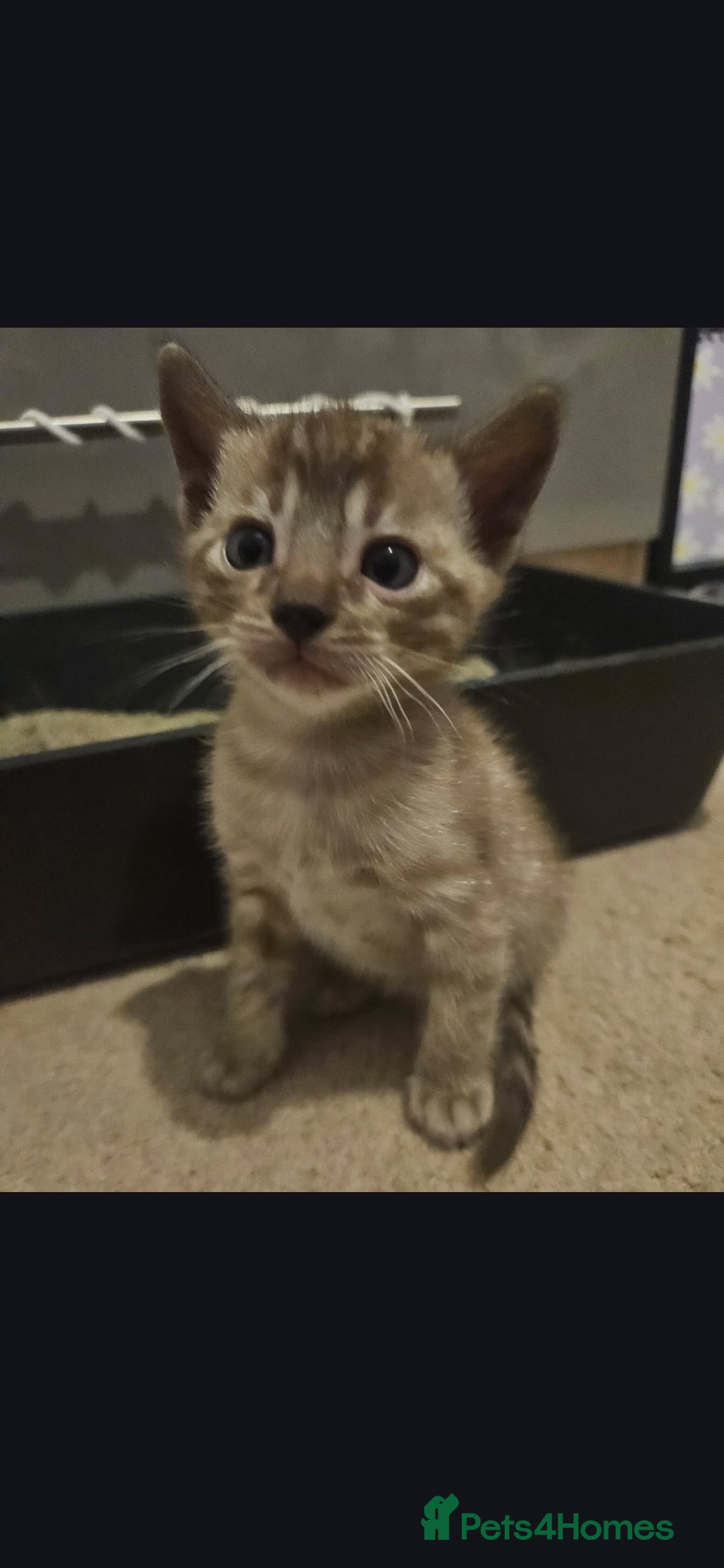 Bengal cats for sale: Bengal kittens - Advert 10