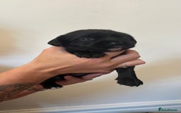 Springador dogs for sale: Springerdor puppies  - Image 6