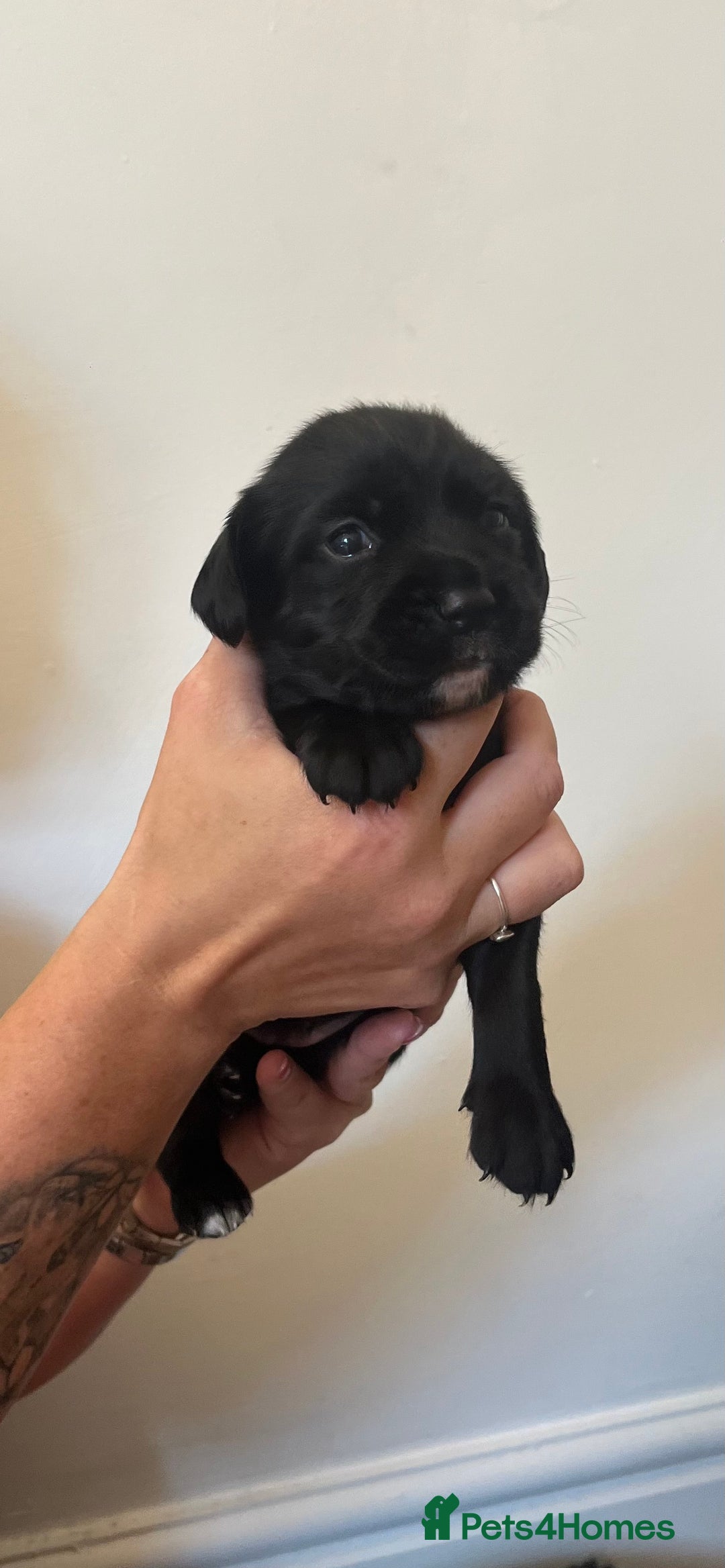 Springador dogs for sale: Springerdor puppies  - Image 6