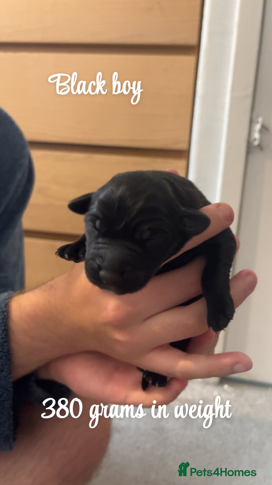 Mixed Breed dogs for sale: Puppies for sale - Image 5