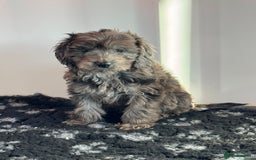 Cockapoo dogs for sale: Cockapoo Puppies (Licensed Breeder)  - Advert 8