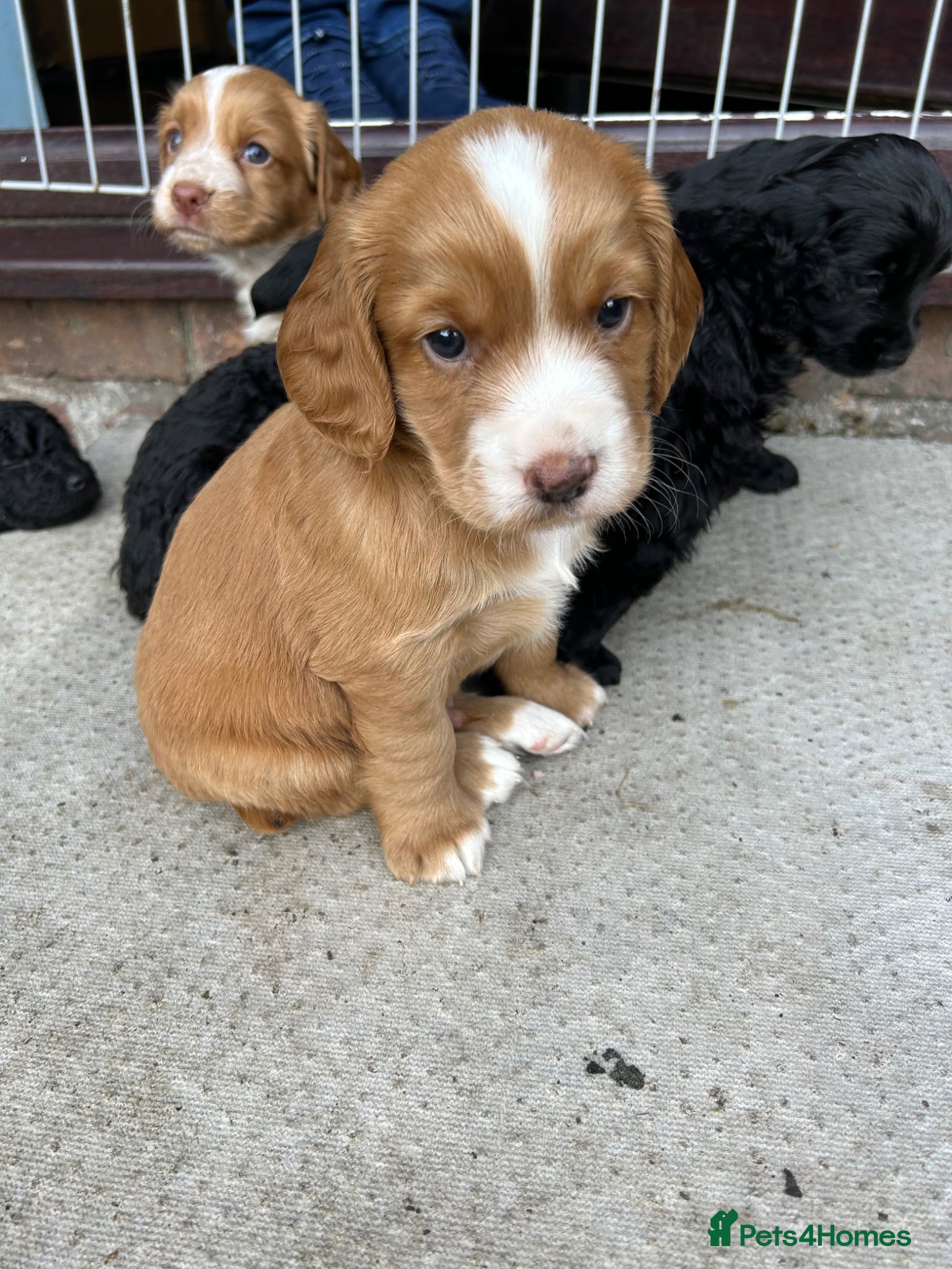 Cocker Spaniel dogs for sale: KC registered golden cocker spaniels  - Advert 3