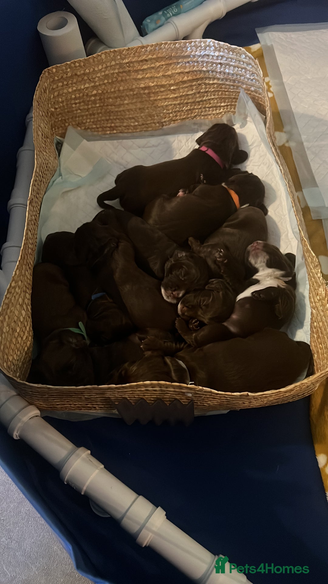 Sprocker dogs for sale: Beautiful Liver/Chocolate & White Sprocker Puppies - Image 1