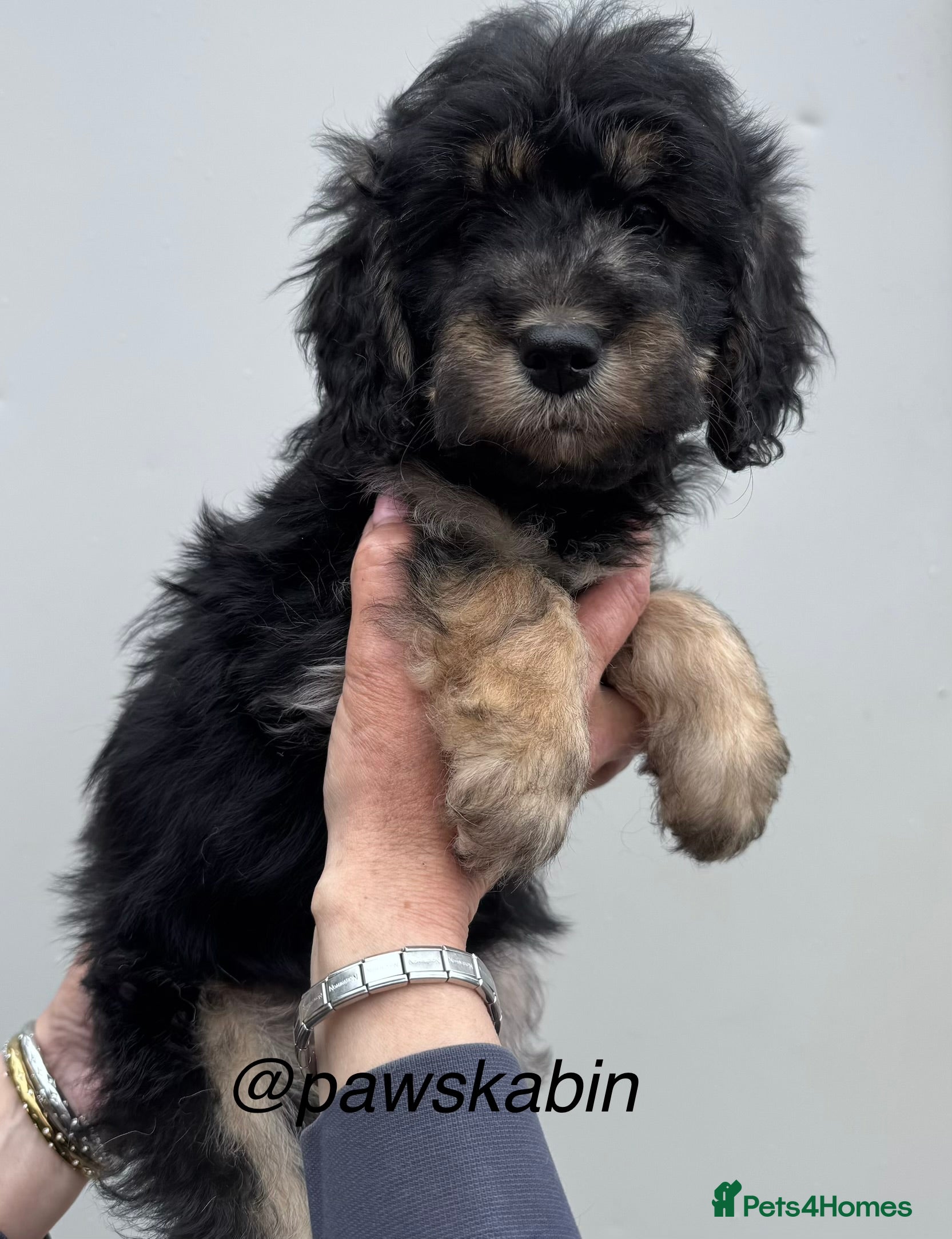 Mini Goldendoodle dogs for sale: F1 mini golden doodles - Advert 5