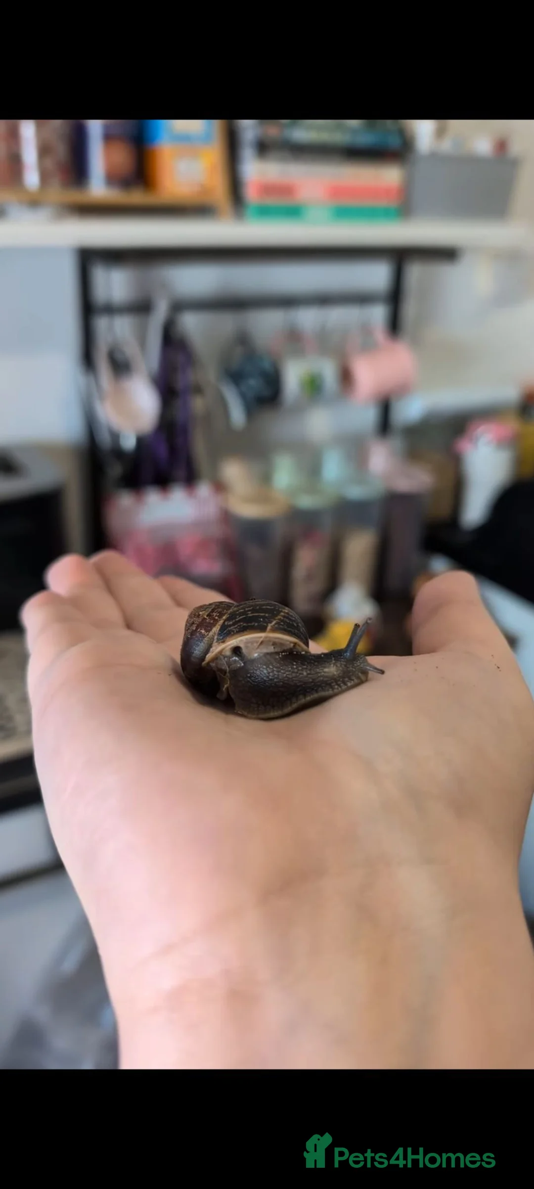 Snails invertebrates for sale: Garden snails x60 ISH plus some tank bits in Newport - Advert 4