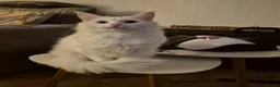 Maine Coon cats for sale: Gorgeous maine coon babies  - Advert 7