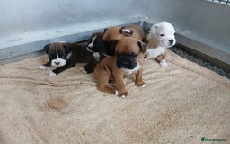 Boxer dogs for sale: Kc registered bob and tailed boxer puppies - Image 4