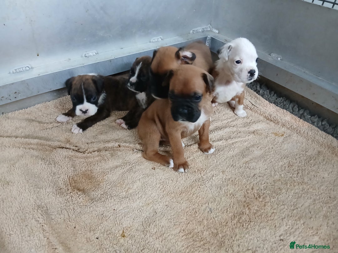 Boxer dogs for sale: Kc registered bob and tailed boxer puppies - Image 4