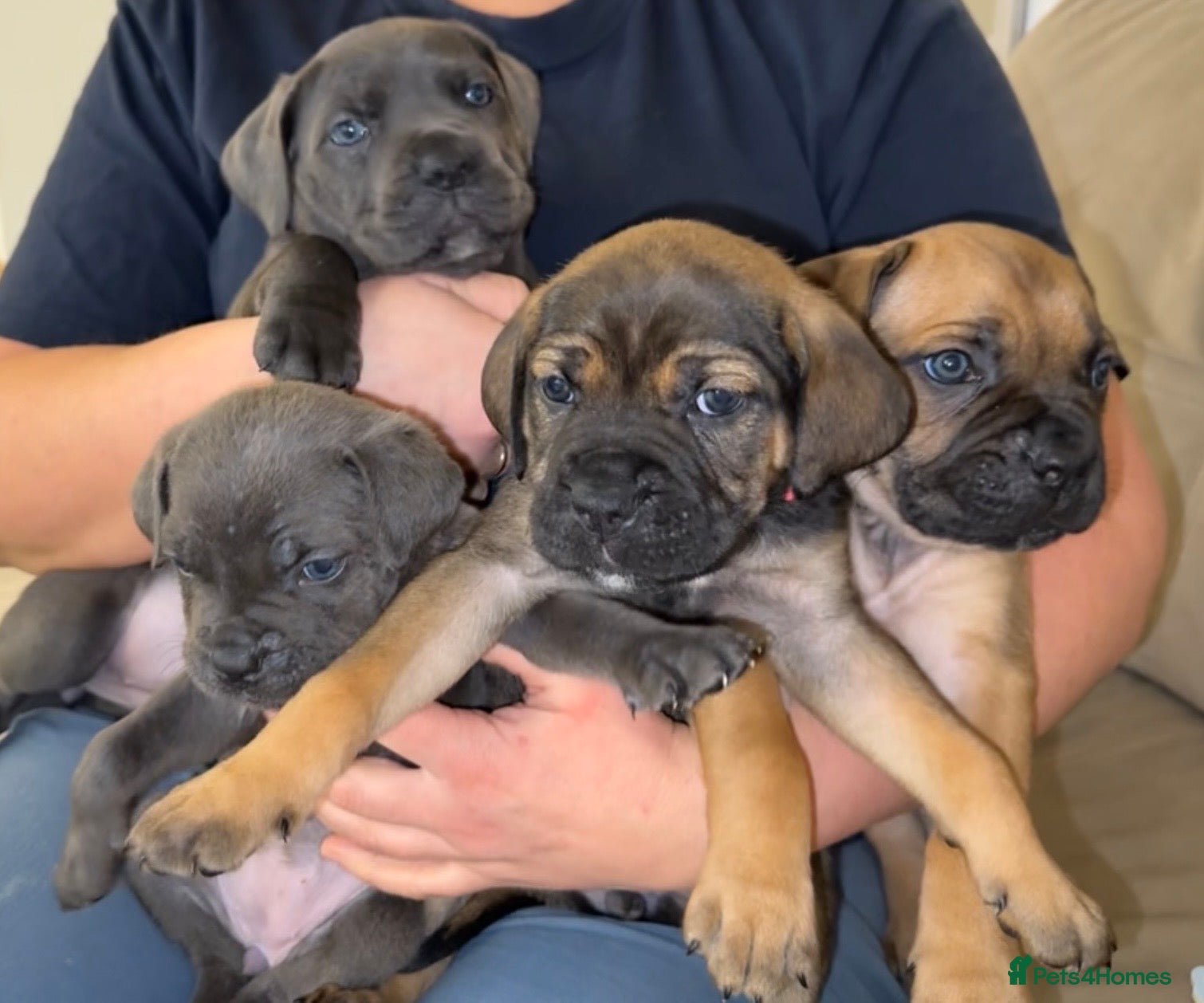 Cane Corso dogs ICF/ICCF Champion 6th GENERATION Cane Corso pups - Advert 3