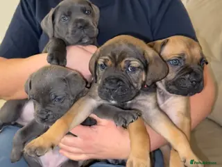 Cane Corso dogs ICF/ICCF Champion 6th GENERATION Cane Corso pups - Advert 3