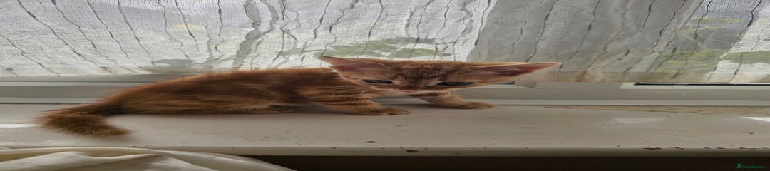 Mixed Breed Kitten 1