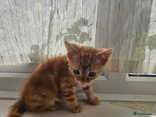 Mixed Breed cats - Advert 14