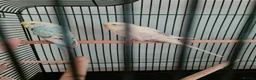 Budgerigars birds for sale: Budgies & Cages - Advert 3