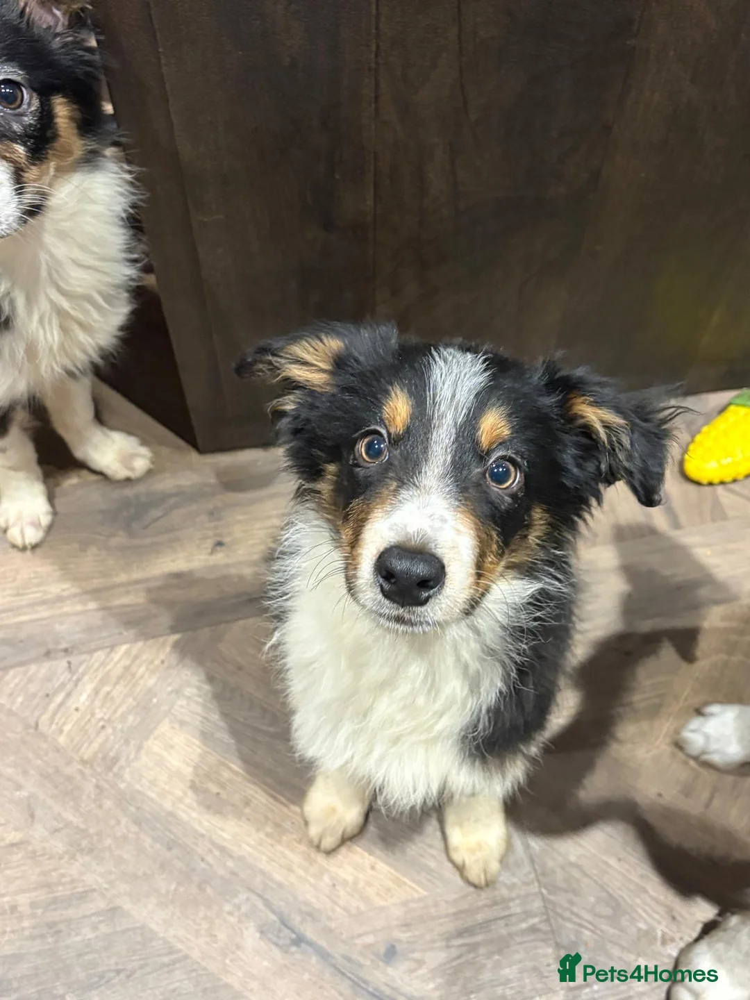 Border Collie dogs for sale: 6 beautiful tri border collie pups for sale  - Advert 2