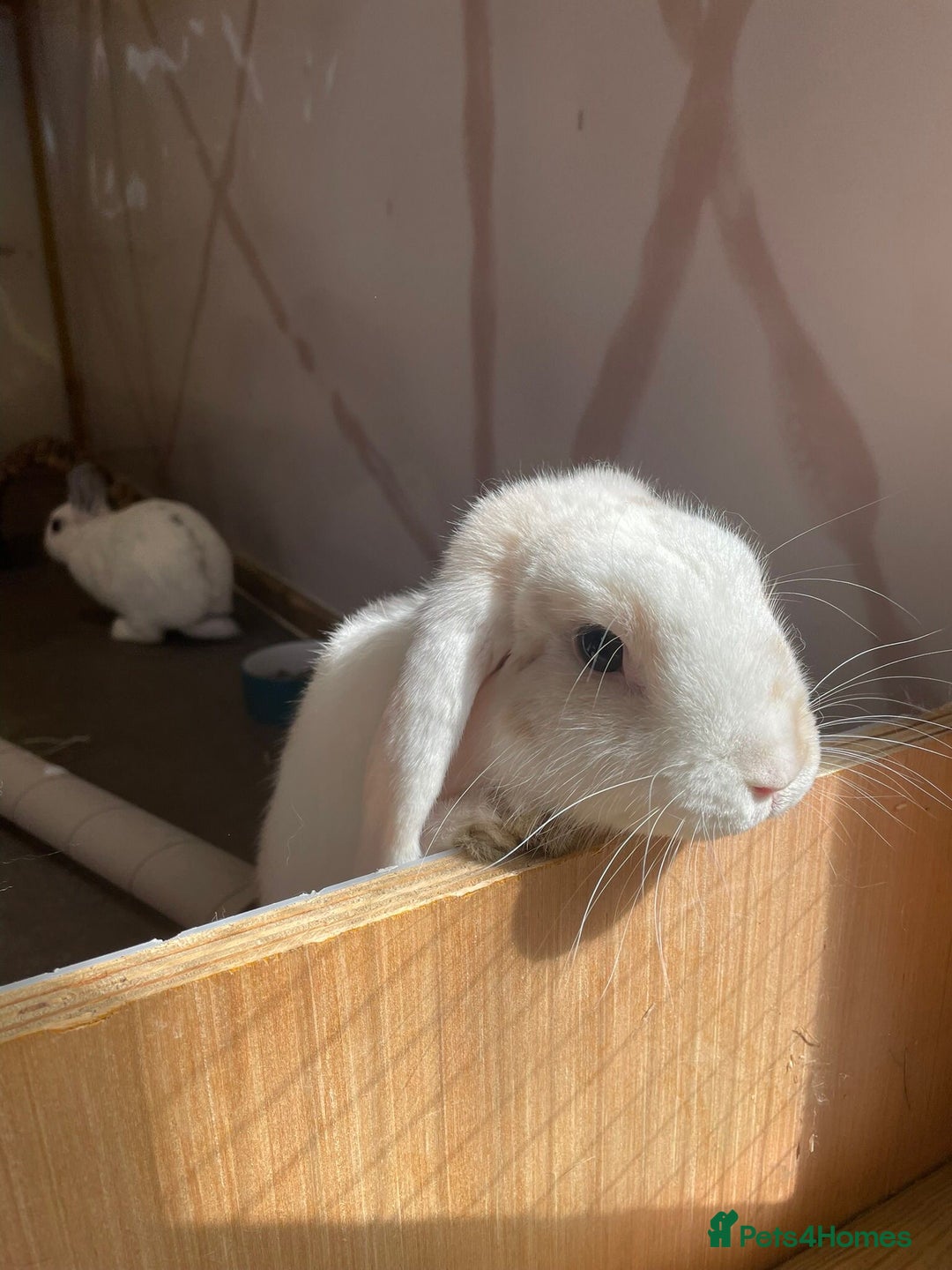 Mini Lop rabbits for sale: Biscuit & Blossom  - Image 4