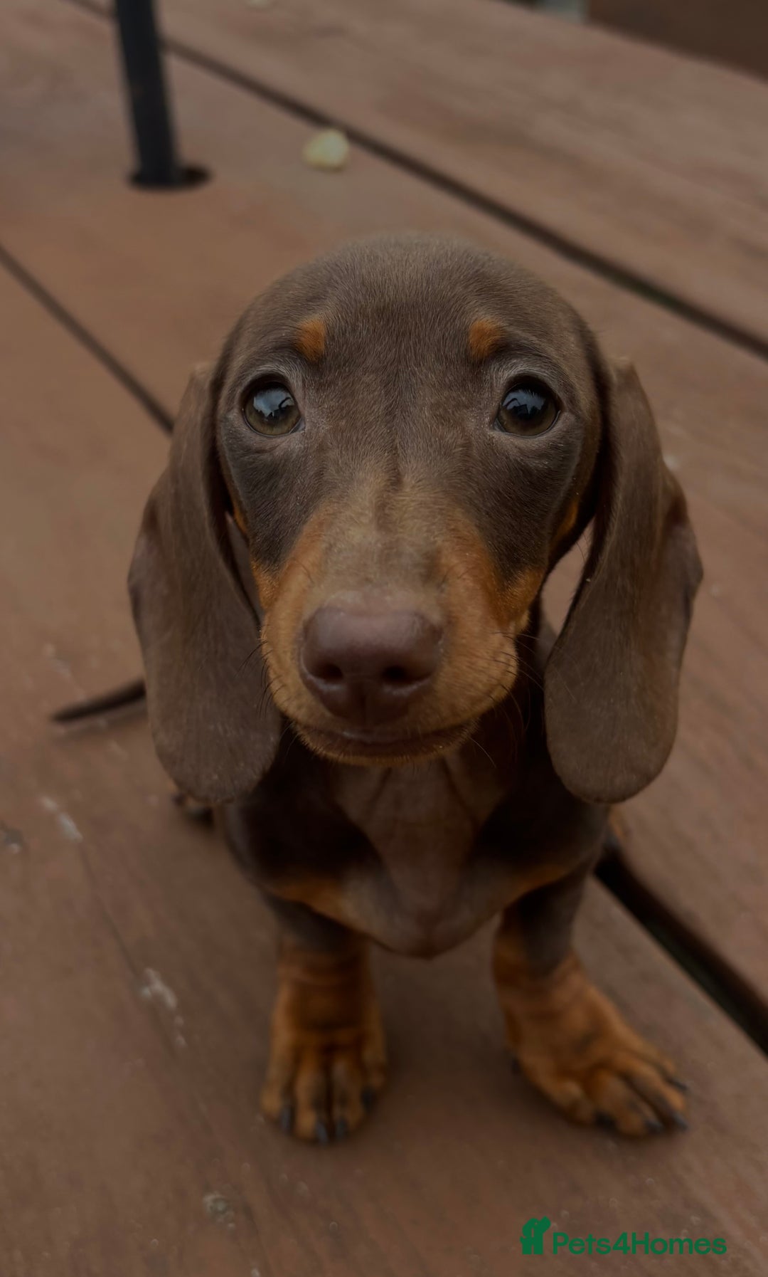 Dachshund dogs for sale: CHAMPION LINE KC REG MINI DACHSHUND GIRLS  - Image 18