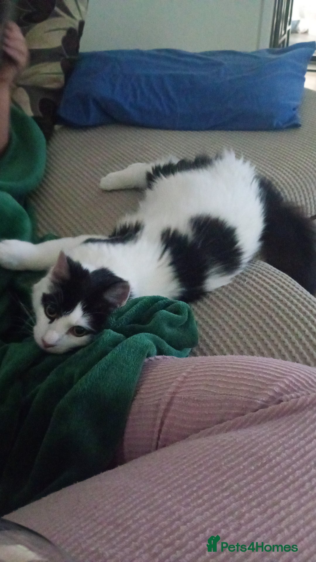 Mixed Breed cats for sale: Milo - 8 month old  - Advert 4