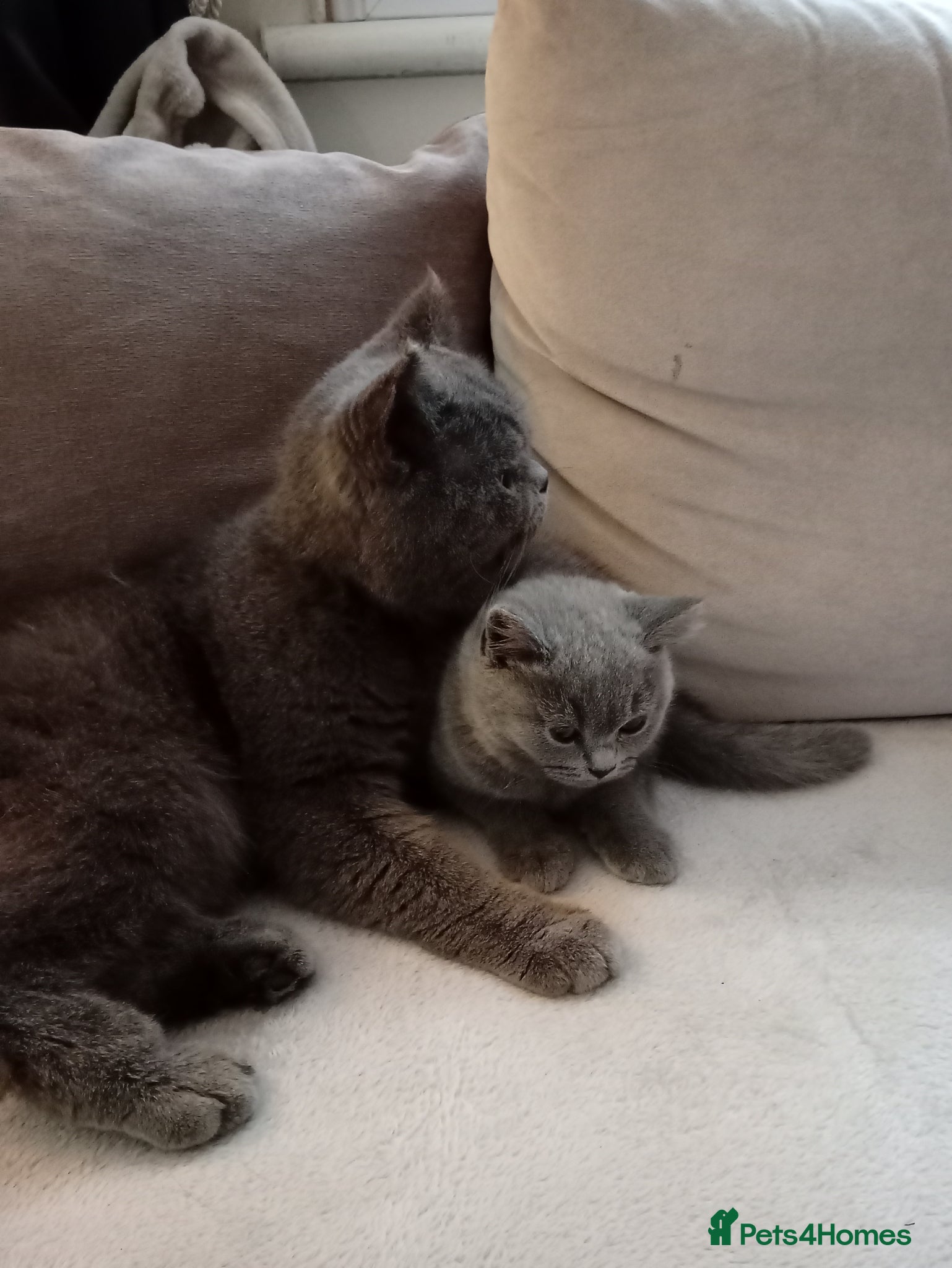 British Shorthair cats for sale: Gccf British short hair kittens ready to leave - Advert 1