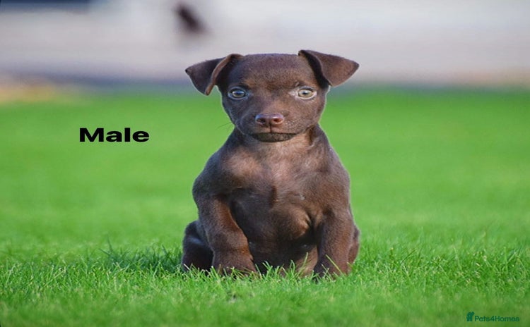 Patterdale Terrier dogs - Advert 3