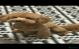 Toy Poodle dogs for sale: 3 stunning toy poodle females  - Image 9