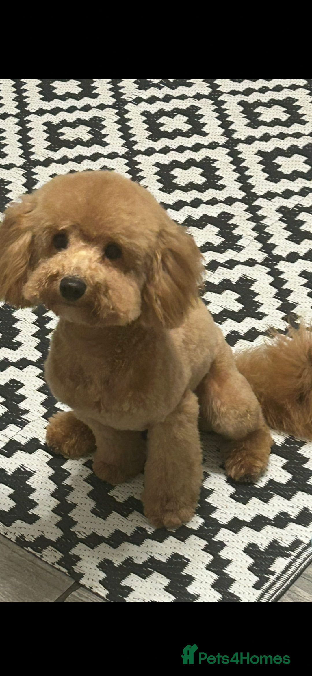 Toy Poodle dogs for sale: 3 stunning toy poodle females  - Image 9