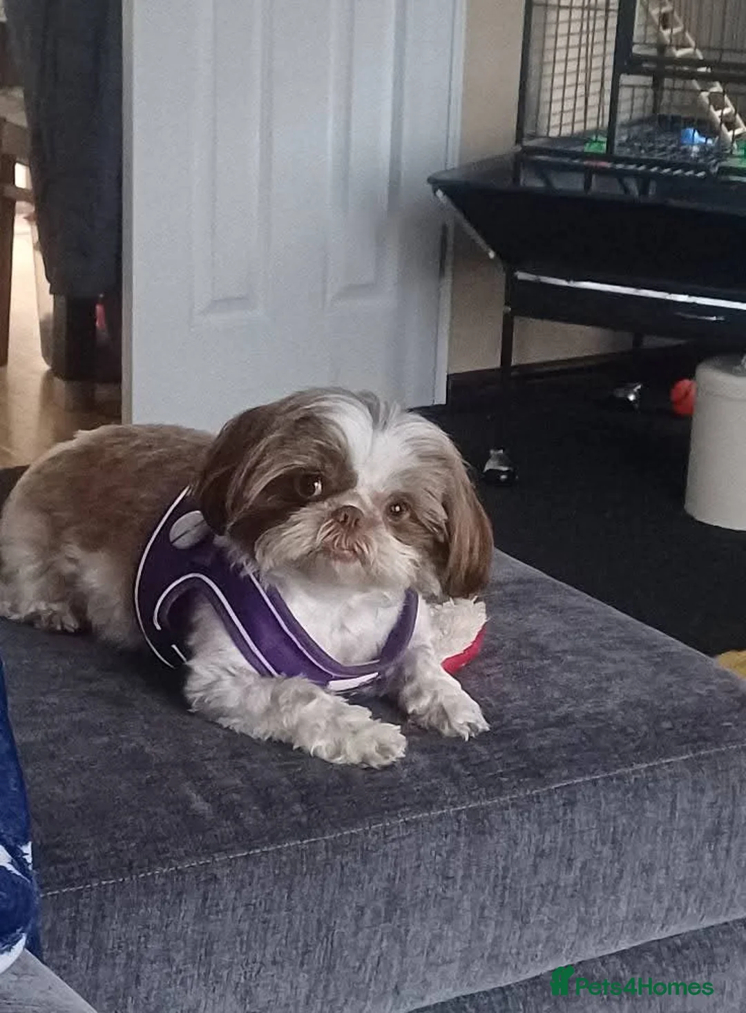 Shih Tzu dogs for sale: Full Breed Shihtzu For Sale  - Advert 2