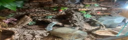 Leopard Gecko reptiles for sale: Male leopard gecko and gorgeous set up  - Advert 5