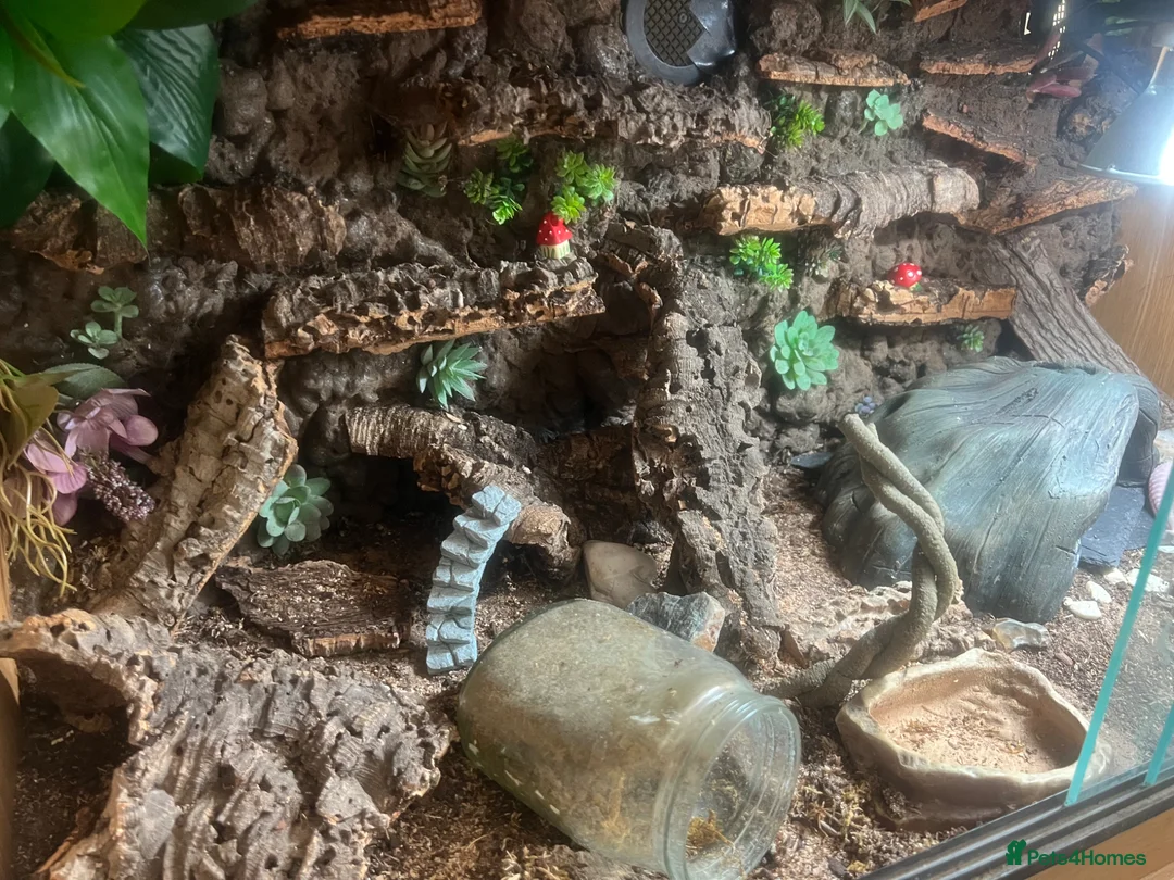 Leopard Gecko reptiles for sale: Male leopard gecko and gorgeous set up  - Advert 5