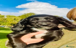 Sprocker dogs for sale: Adorable sprockers  - Image 1