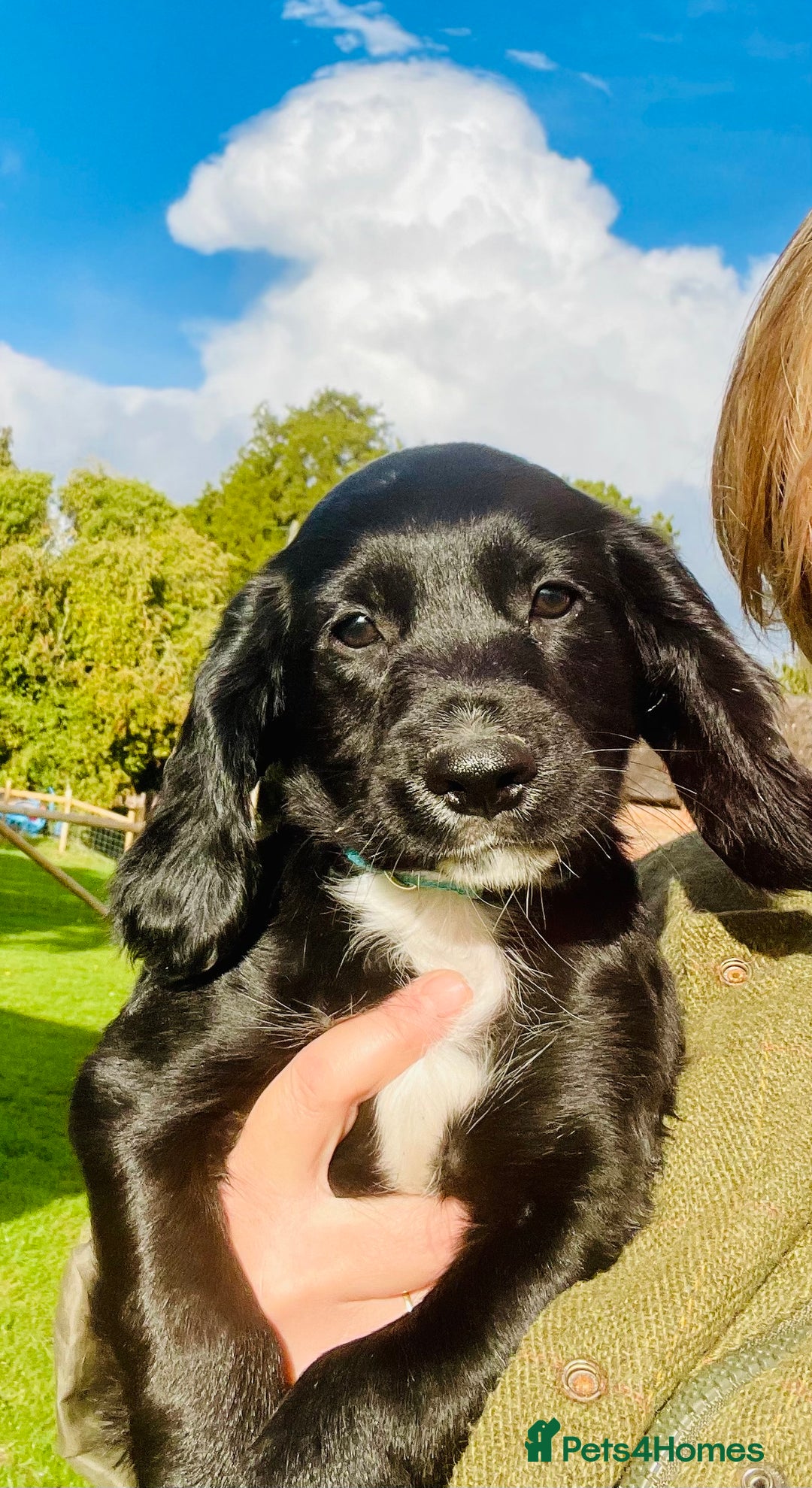 Sprocker dogs for sale: Adorable sprockers  - Image 1