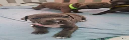 Staffordshire Bull Terrier dogs for sale: Beautiful Blue /Red Staffie  - Advert 6
