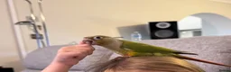 Conures birds for sale: Young Friendly Green Cheek Conure in Spalding - Advert 2