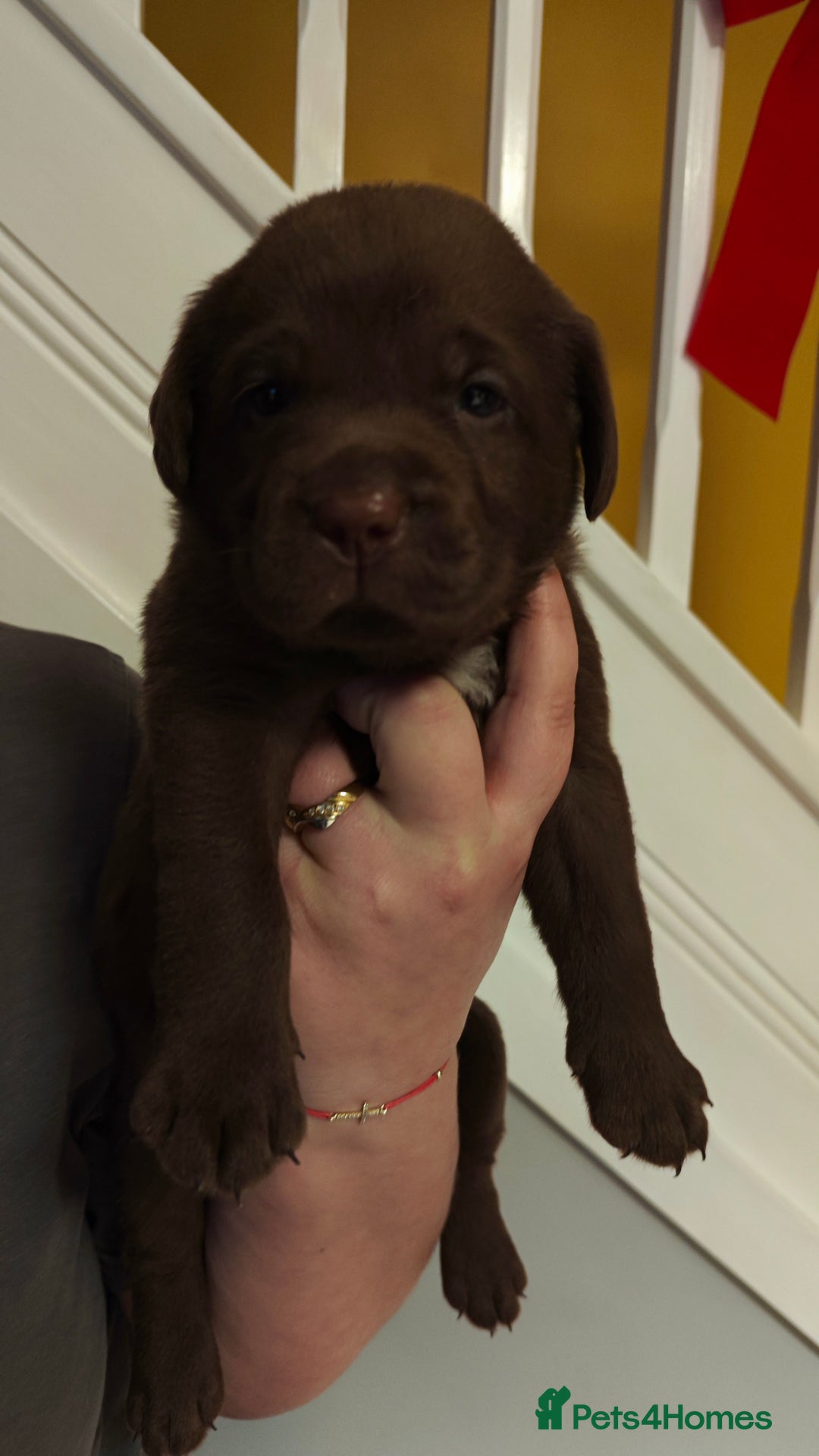 Labrador Retriever dogs for sale: Chocolate Labrador Retriever Puppies-Family Raised - Advert 2