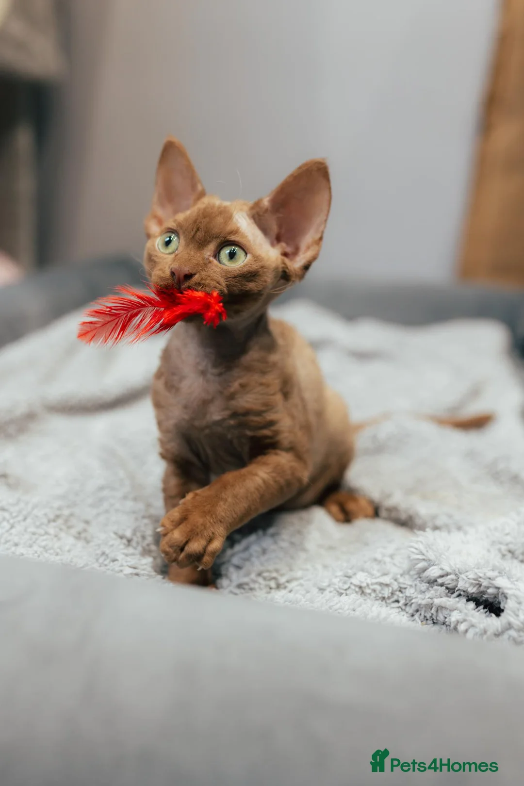 Devon Rex cats for sale: Adorable GCCF Registered Devon Rex Kittens - Advert 2
